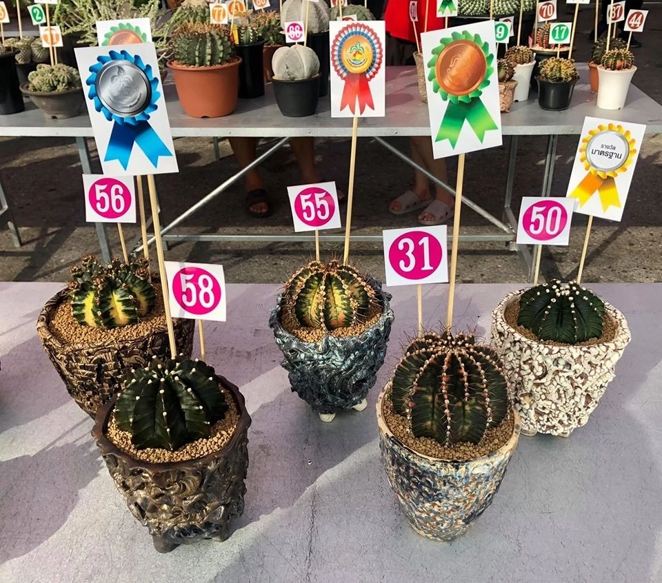 “โก๊ะตี๋” เคลียร์ดราม่าปีชงเงินหด! ปลูกกระบองเพชรแคคตัสเลี้ยงชีพ