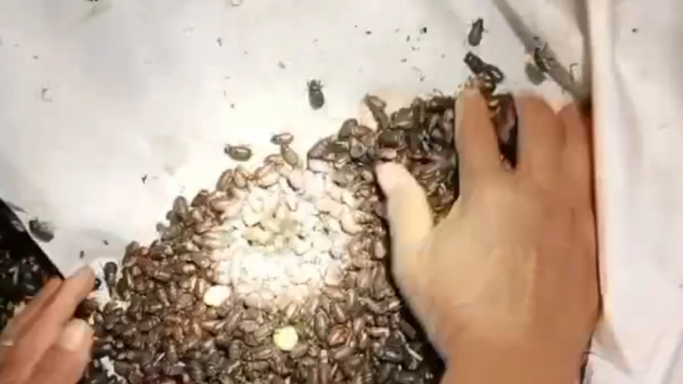 ชาวไร่มันขาย ' แมงอีนูน' รับวันละพันห้า!