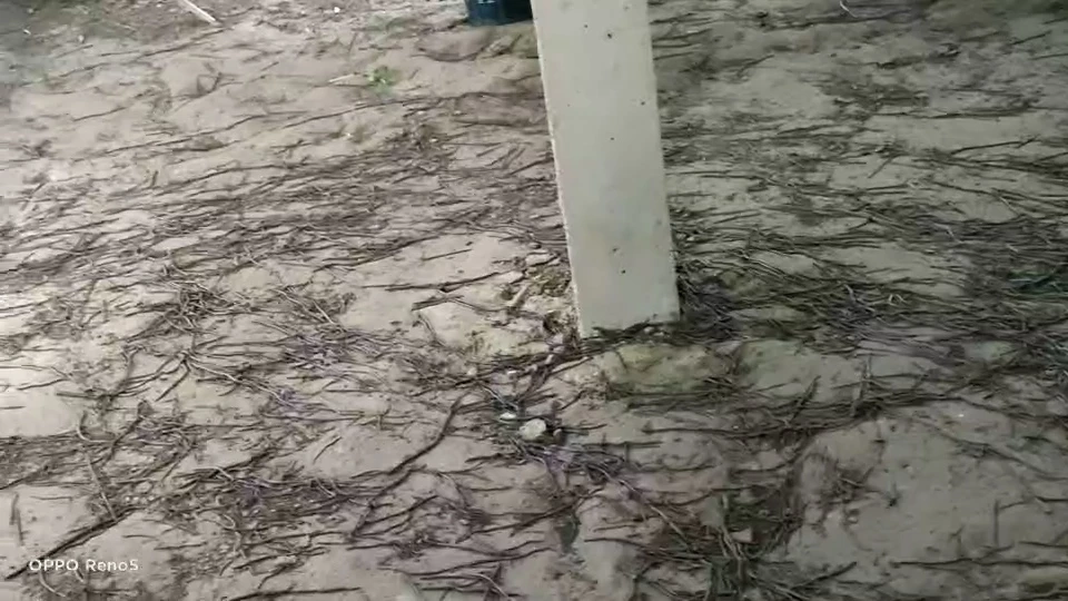 ผวาไส้เดือนนับล้านตัวบุกบ้านพักหวั่นเป็นลางบอกเหตุอาจเกิดน้ำท่วมใหญ่