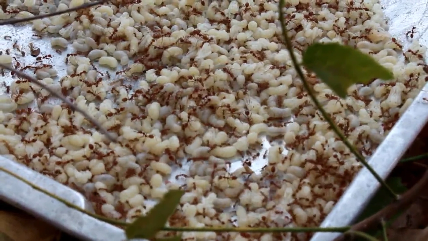 แหย่ไม่ทันขาย! 'ไข่มดแดง' ราคาพุ่ง 500 บาท/กก.