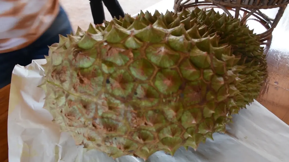 หอการค้าศรีสะเกษดัน 'ทุเรียนภูเขาไฟ' สู่ครัวโลก