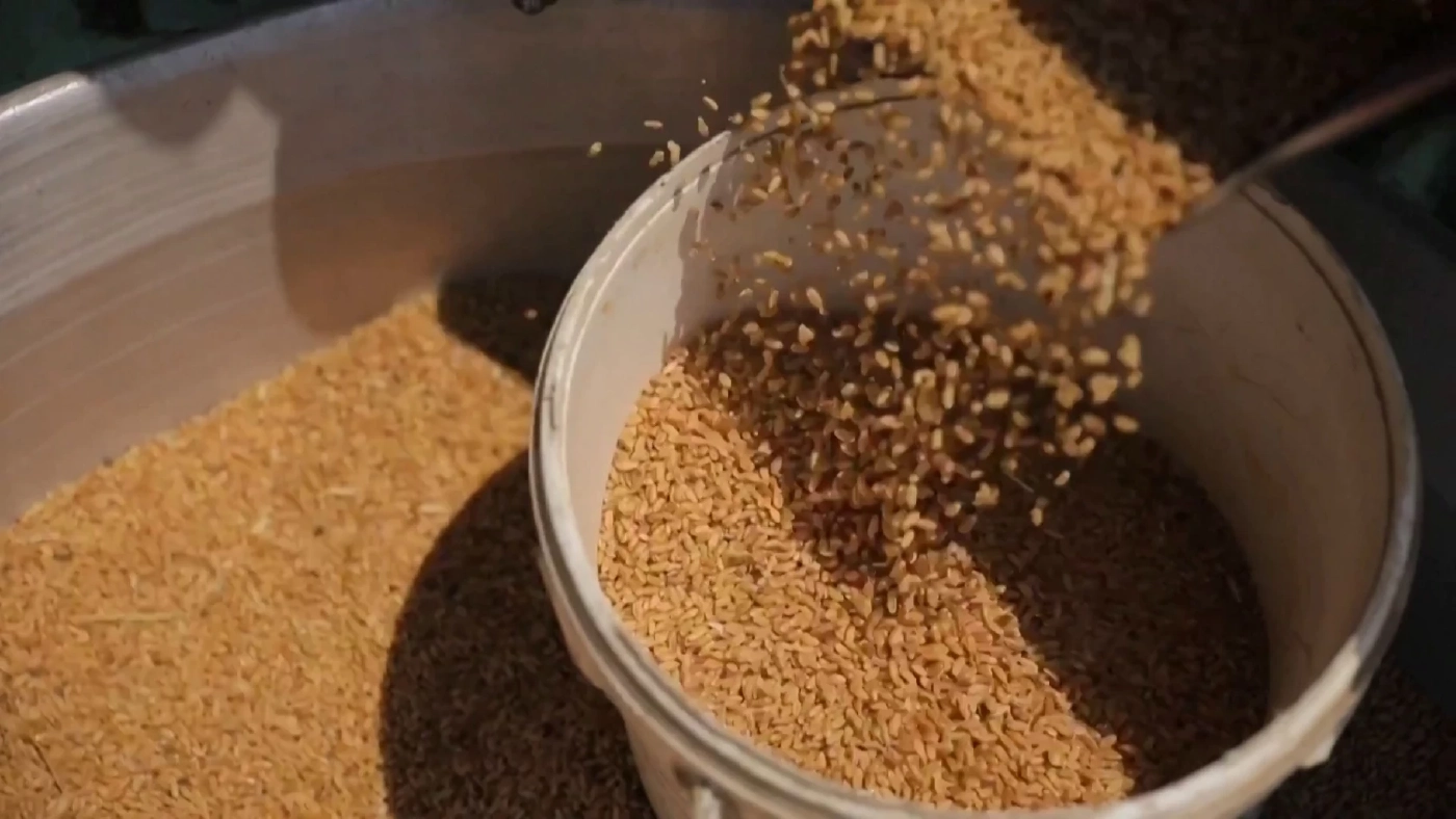 ยุ้งข้าวสาลีอินเดียช่วยโลกได้จริงหรือไม่