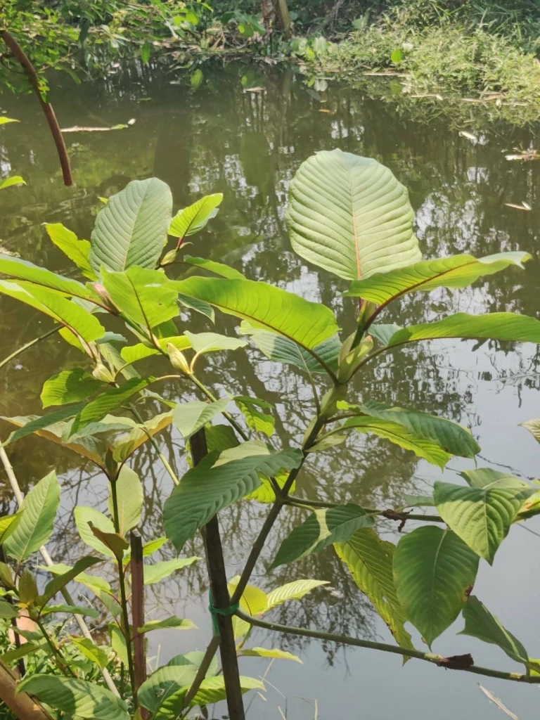 พืชกระท่อม