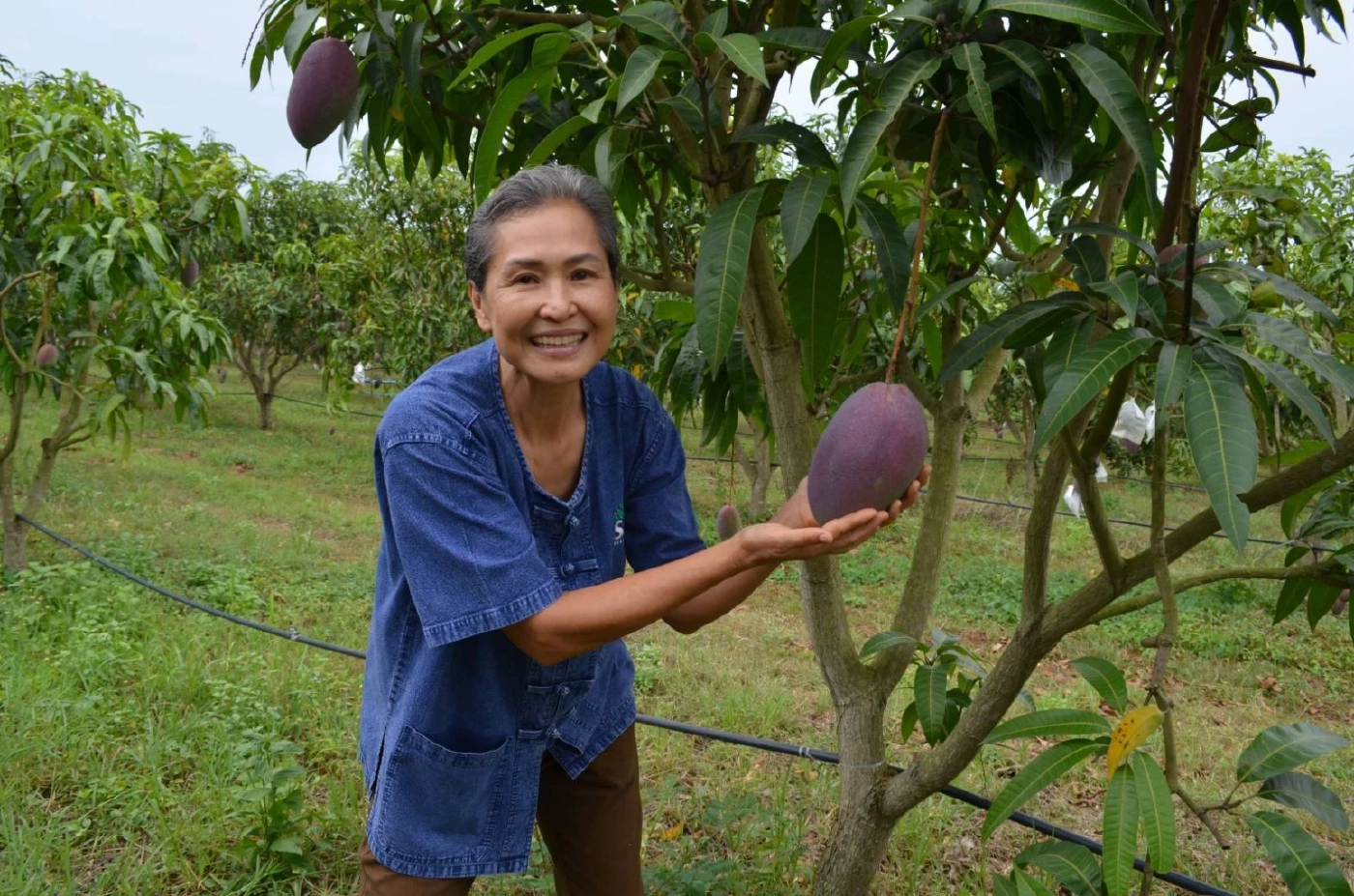 วช. ดัน“มะม่วงทับทิมทอง” สระแก้วเป็นพืชเศรษฐกิจ