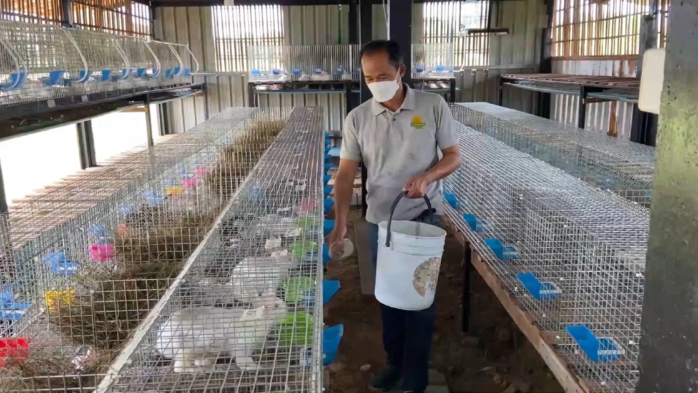 กระต่ายเนื้อต้นทุน 'ต่ำ' สุดปังราคาสูง 150 บาท/กก.