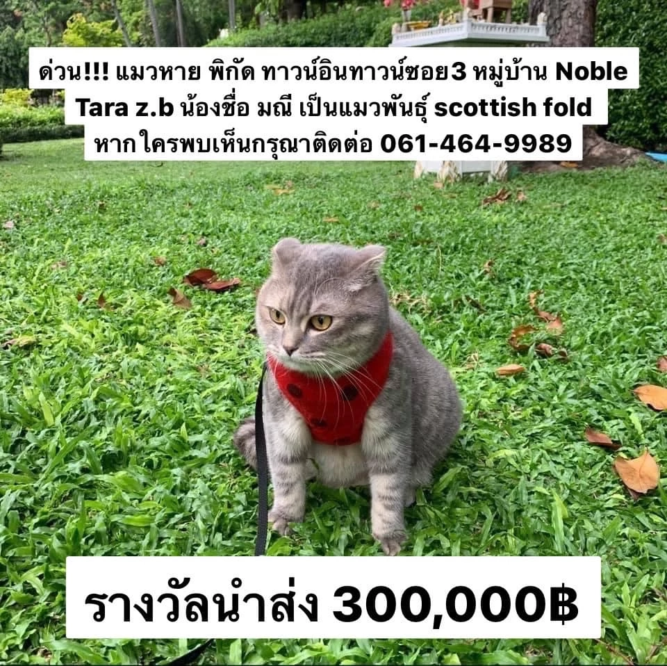เจ้าของโพสต์ตามหา "แมวหาย" ตั้งรางวัลสินน้ำใจ 3 แสนบาท 