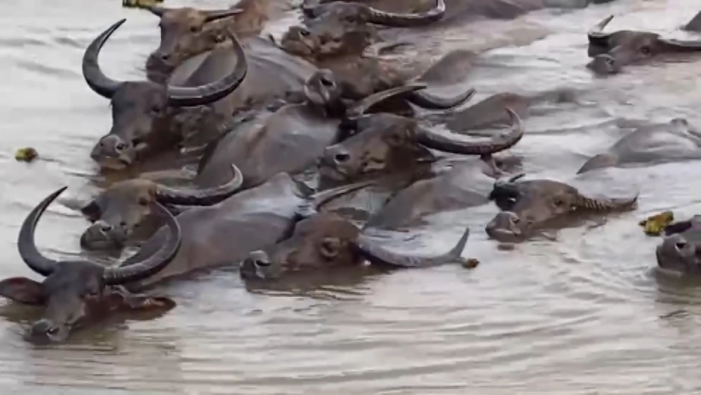 รัฐเร่งช่วย 'ควายน้ำ' ทะเลน้อยตายเกือบร้อยตัว