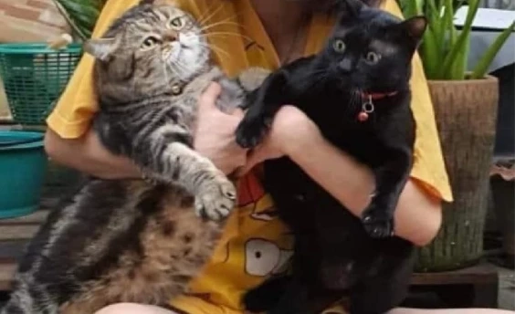 เปิดโฉม "แมวอ้วนตัวแสบ" ที่โซเชียลตามหา หลังแจ้งไรเดอร์ระวังนอนไม่หลบรถ 