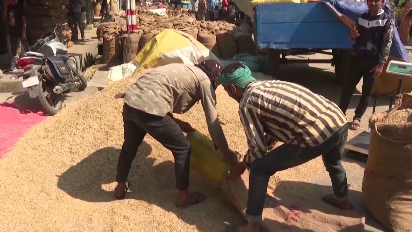 ยุ้งข้าวสาลีอินเดียช่วยโลกได้จริงหรือไม่