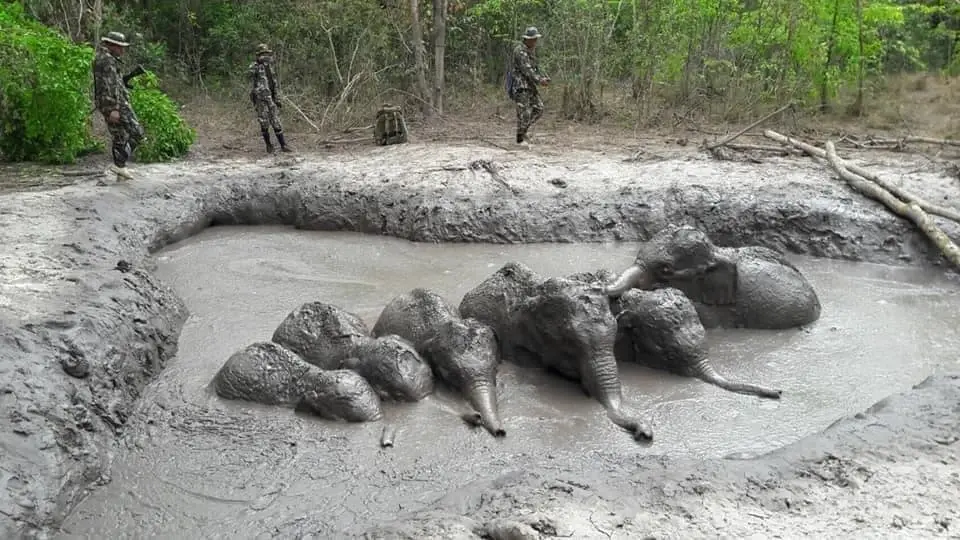 ภาพความน่ารักของเหล่าลูกช้างป่าทับลาน