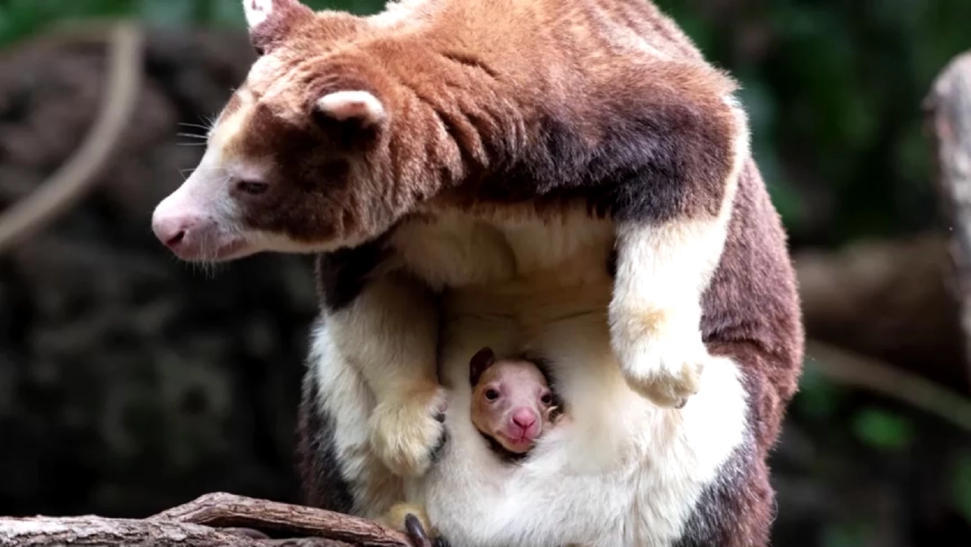 สวนสัตว์นิวยอร์กเผยโฉมลูกจิงโจ้ต้นไม้