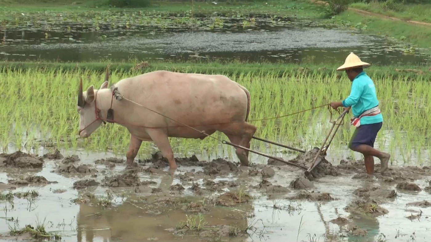 ชาวนายโสธรหันใช้ 'ควาย' เพื่อประหยัดต้นทุนทำนา