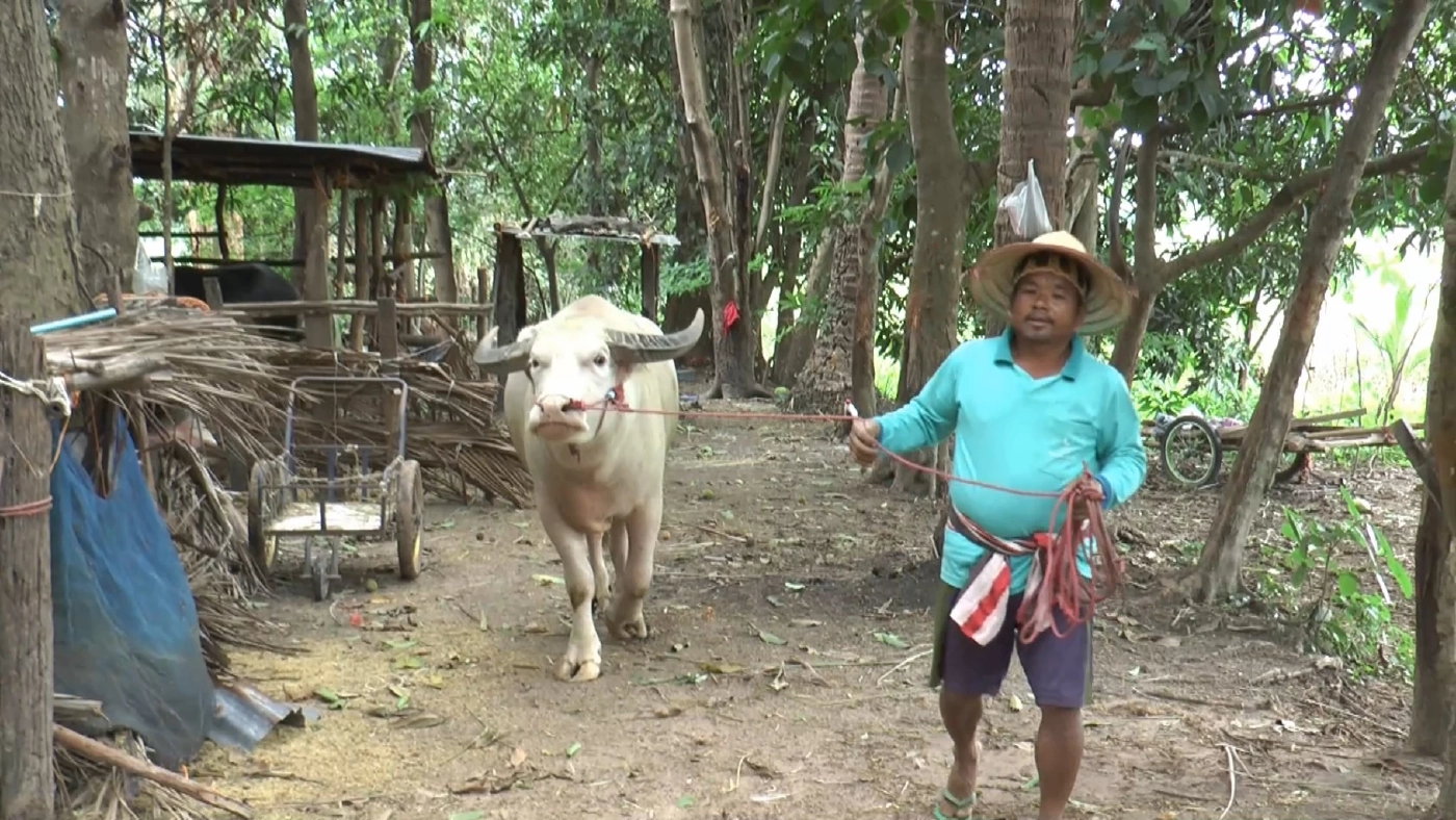ชาวนายโสธรหันใช้ 'ควาย' เพื่อประหยัดต้นทุนทำนา