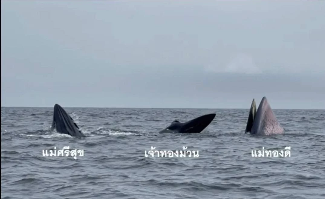 ทช. เผยภาพวาฬบรูด้า 13 ตัว บริเวณชายฝั่งทะเลอ่าวไทย เป็นเเม่ลูก 5 คู่ (คลิป)