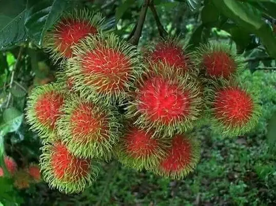 4 ไม้ผลตะวันออก ปีนี้ 1.19 ล้านตัน เร่งคุมคุณภาพ กระจายสินค้า