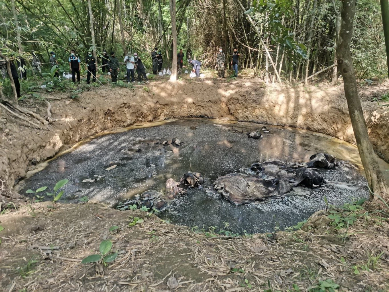 เหตุ 5 ช้างป่ากาญจนบุรี ตกหลุมยุบเสียชีวิต