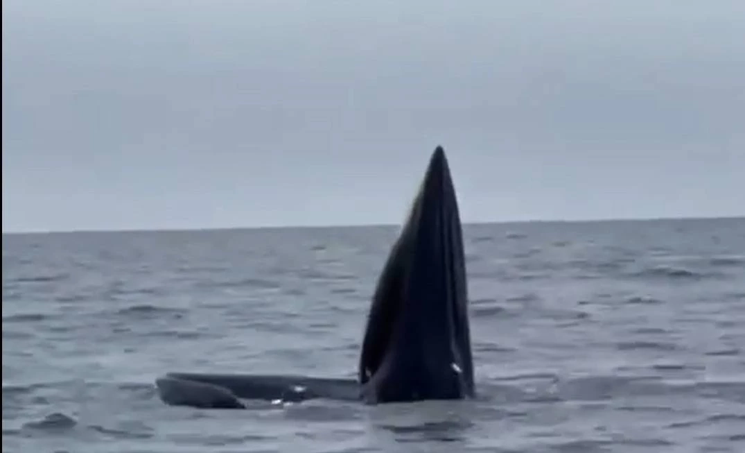 ทช. เผยภาพวาฬบรูด้า 13 ตัว บริเวณชายฝั่งทะเลอ่าวไทย เป็นเเม่ลูก 5 คู่ (คลิป)