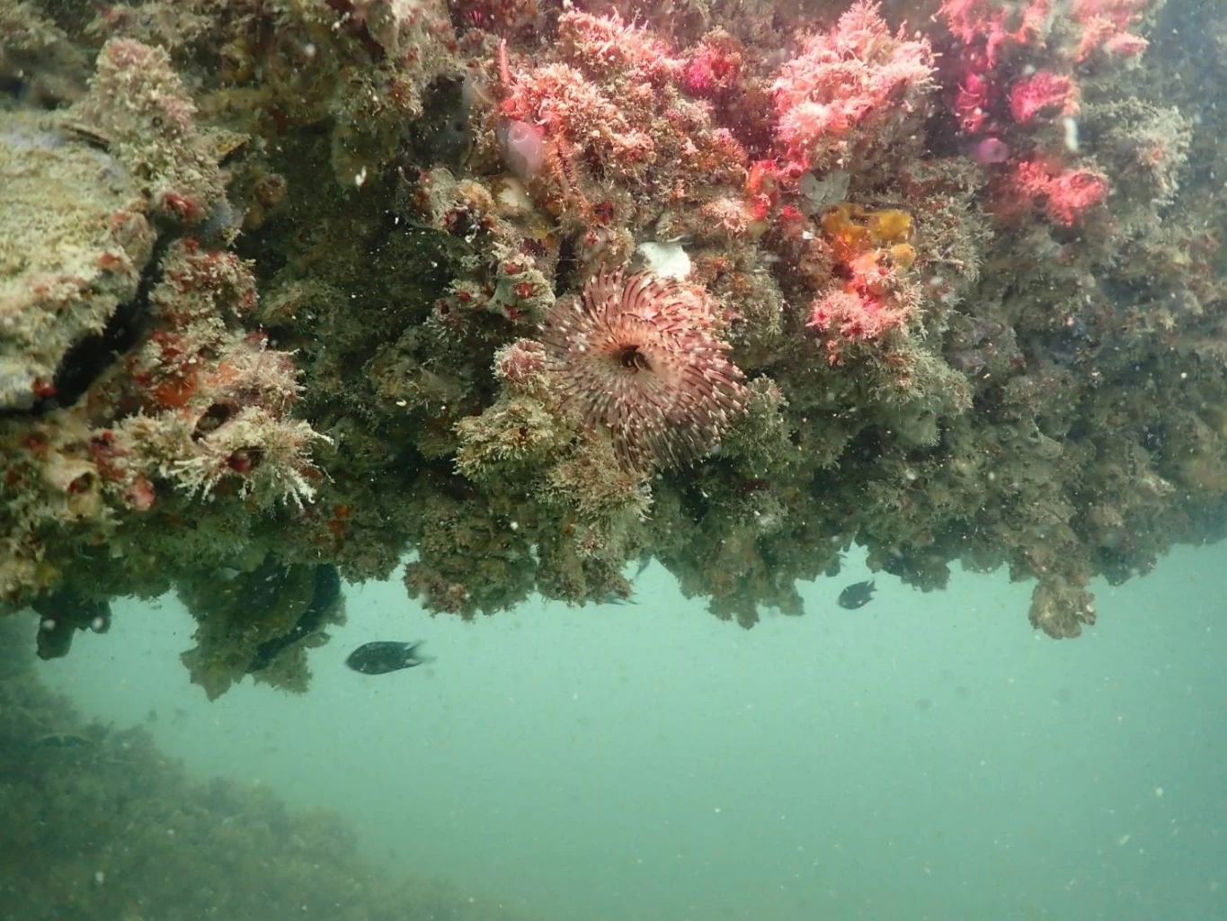 “รมว.ทส.” ปลื้ม! พบสัตว์ทะเลเพิ่มขึ้น แหล่งปะการังขาแท่นใต้ทะเล