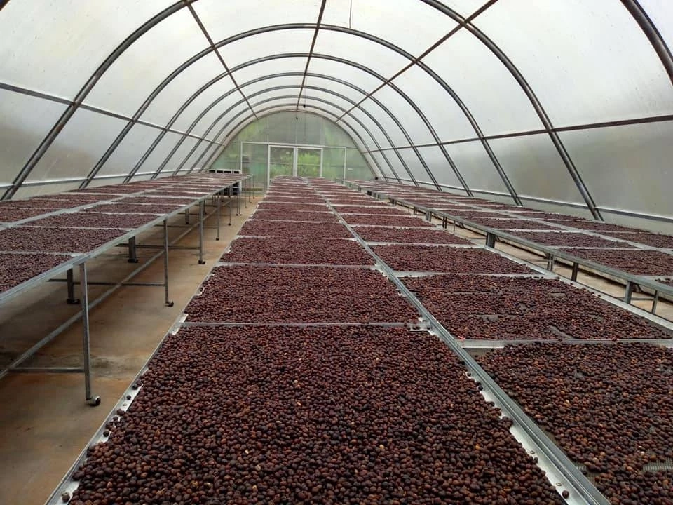 สศท.8  โชว์ "กาแฟบ้านสิงห์" พืชเศรษฐกิจทางเลือกชุมพร