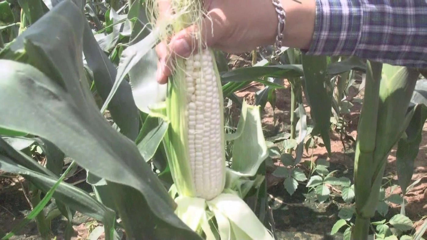 เกษตรกรหนุ่มปลูก 'ข้าวโพดหวาน' โกยหลักแสน/เดือน!