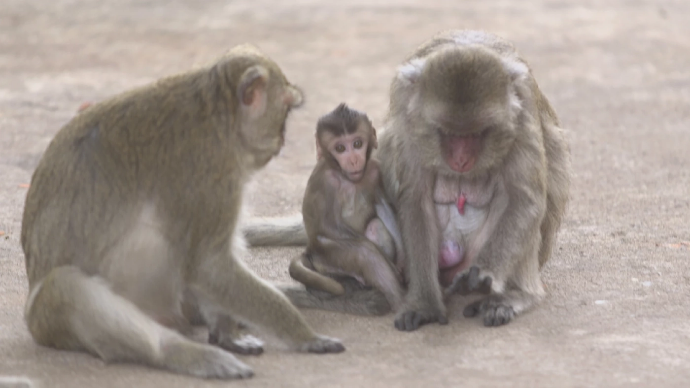 สาธารณสุขพิจิตร ยันวัดหาดมูลกระบือ ท่องเที่ยวปลอดภัย อย่ากังวล "ฝีดาษลิง"