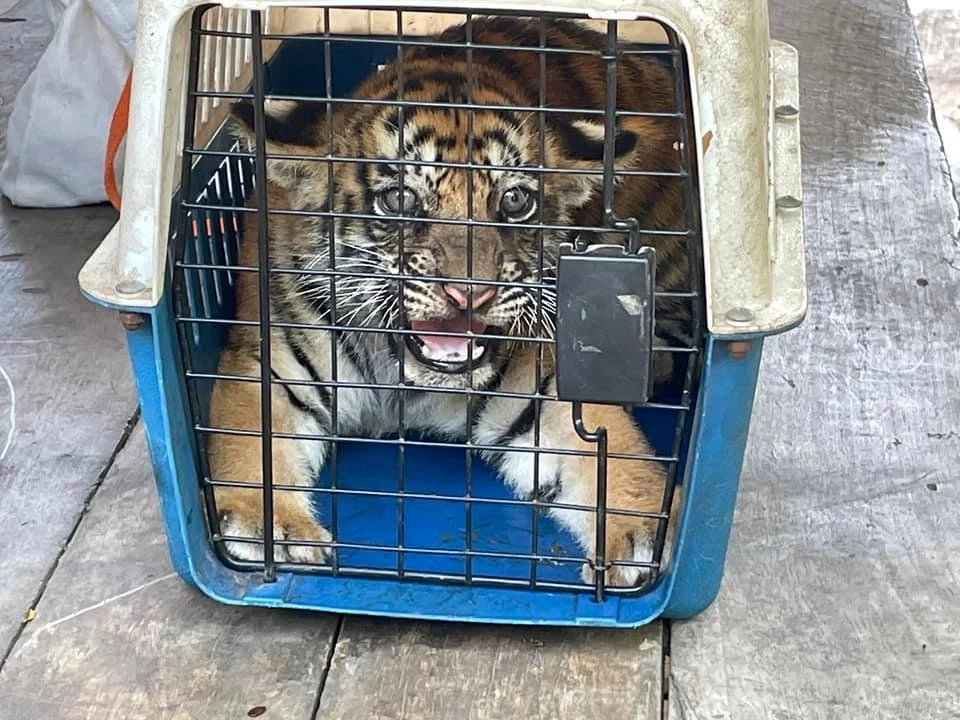 ปทส.จับกุมแก๊งค้าสัตว์ป่ารายใหญ่ที่นครราชสีมา