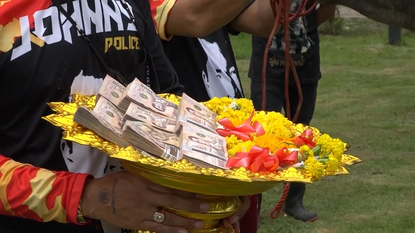 "จอนนี่มือปราบ" หอบเงินสู่ขอ ควายงาม 17 เดือน  1 ล้าน