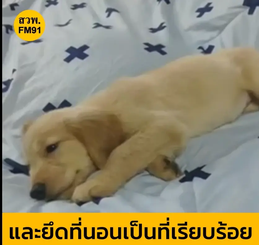 น่ารักไม่ไหว!! ตร.ประกาศตามหาเจ้าของลูกสุนัขโกลเด้น รีทรีฟเวอร์ หลงทาง