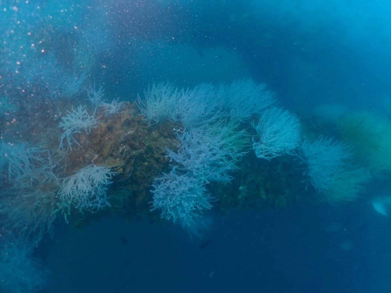 “รมว.ทส.” ปลื้ม! พบสัตว์ทะเลเพิ่มขึ้น แหล่งปะการังขาแท่นใต้ทะเล