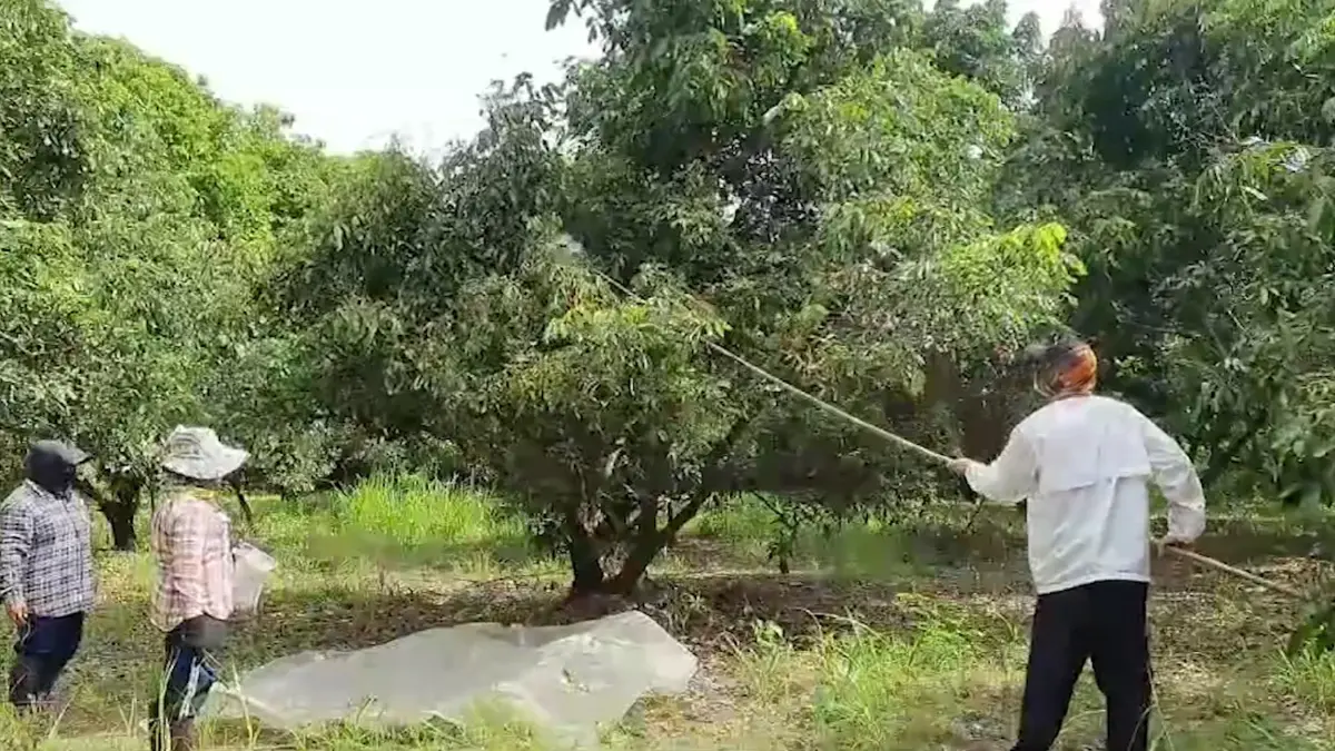 ชาวบ้านจับ 'แมงแกง' ขายรายได้งามรับเงินวันละพัน!
