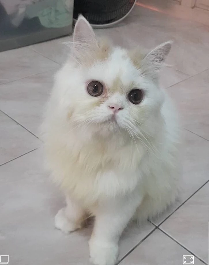 ทาสแมวหัวใจสลาย คนร้ายงัดห้อง ขโมยน้องแมวสุดที่รัก