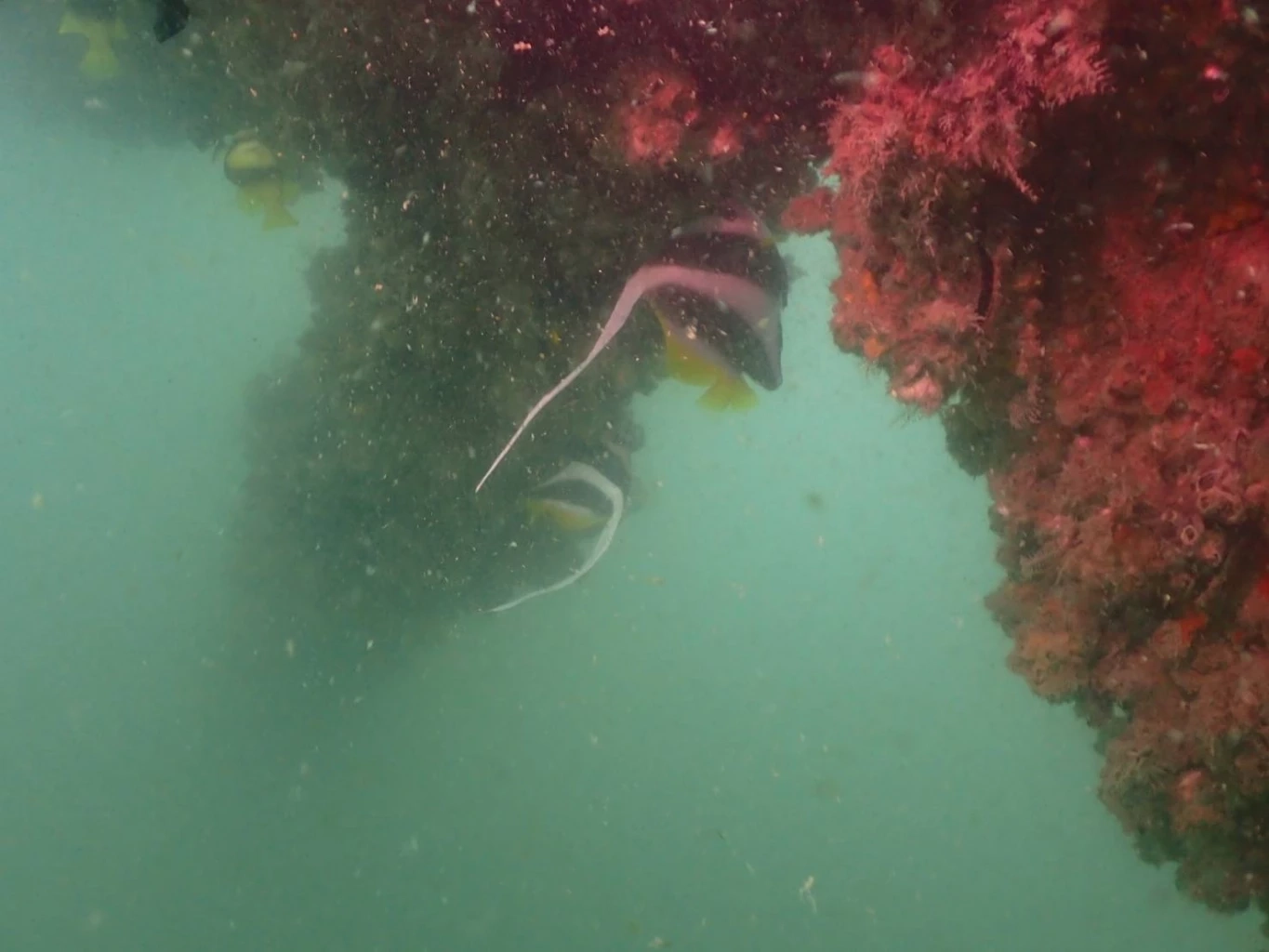 “รมว.ทส.” ปลื้ม! พบสัตว์ทะเลเพิ่มขึ้น แหล่งปะการังขาแท่นใต้ทะเล