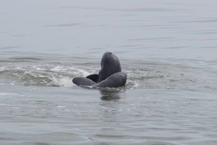 โลมาอิรวดีทะเลสาบสงขลา