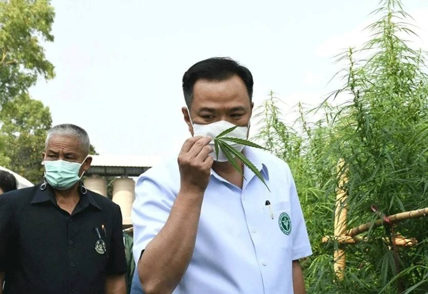 สายเขียวเฮ ! ดีเดย์ 9 มิ.ย. เปิดเสรีกัญชาไทย แจกกัญชา 1 ล้านต้น