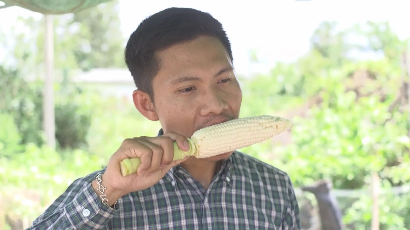 เกษตรกรหนุ่มปลูก 'ข้าวโพดหวาน' โกยหลักแสน/เดือน!