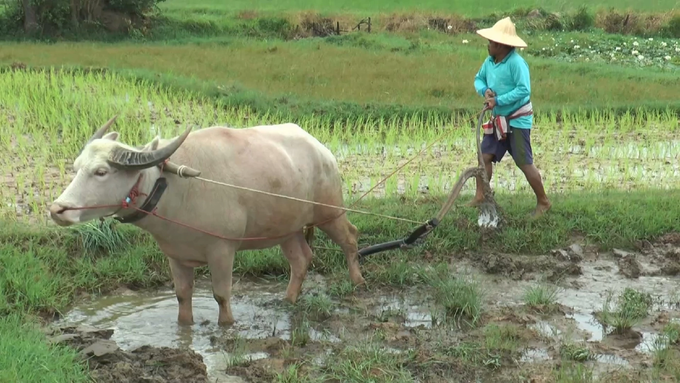 ชาวนายโสธรหันใช้ 'ควาย' เพื่อประหยัดต้นทุนทำนา
