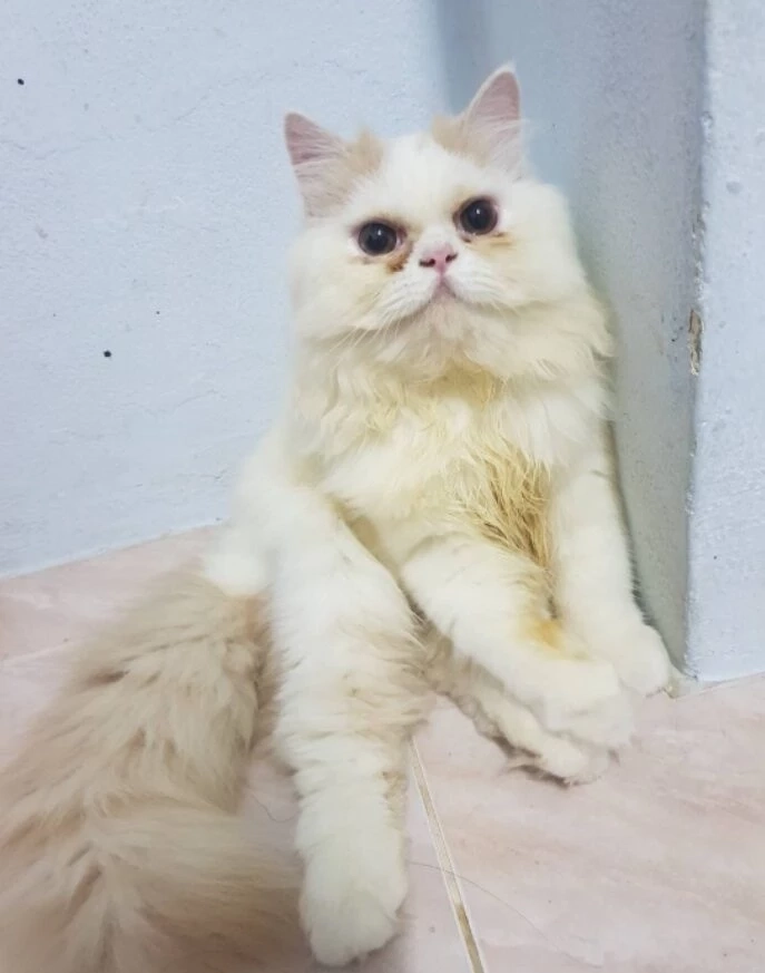 ทาสแมวหัวใจสลาย คนร้ายงัดห้อง ขโมยน้องแมวสุดที่รัก