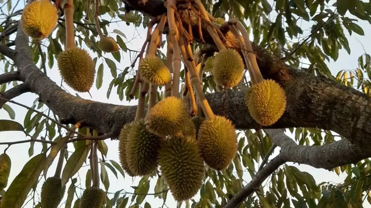 4 ไม้ผลตะวันออก ปีนี้ 1.19 ล้านตัน เร่งคุมคุณภาพ กระจายสินค้า