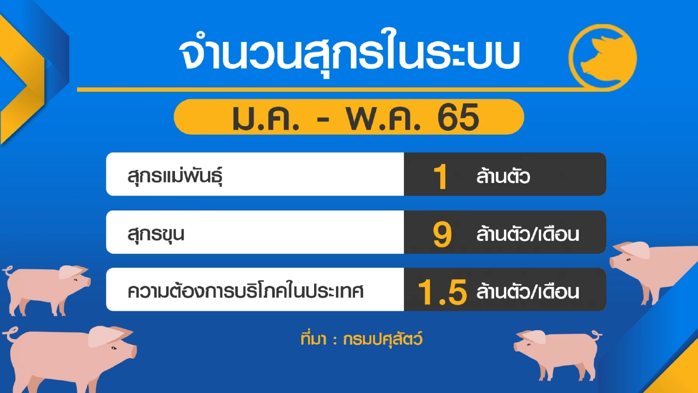 กระทรวงเกษตรฯ มั่นใจปราบอหิวาต์ 'หมู' อยู่หมัด
