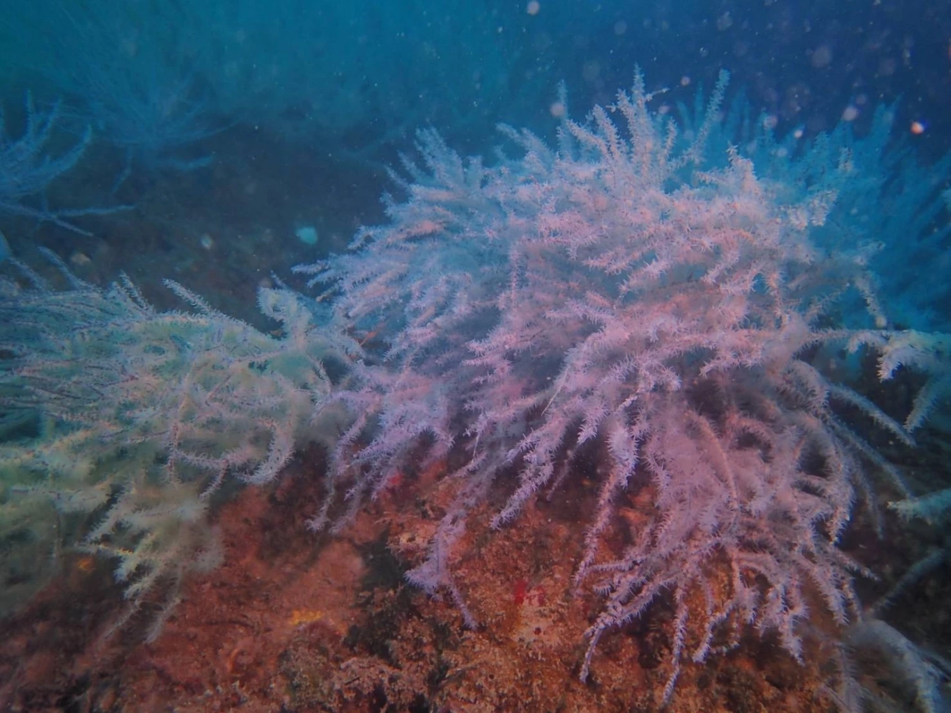 “รมว.ทส.” ปลื้ม! พบสัตว์ทะเลเพิ่มขึ้น แหล่งปะการังขาแท่นใต้ทะเล