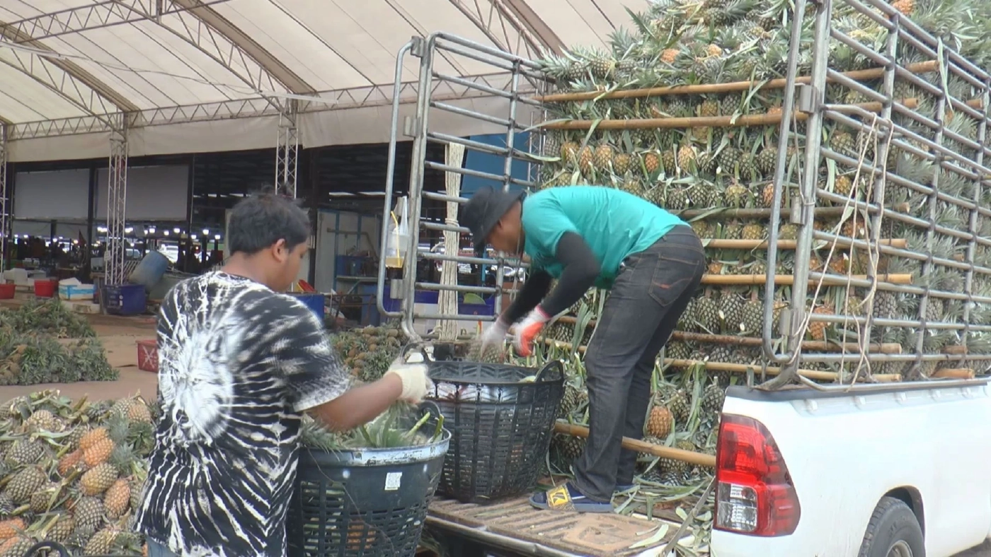 เกษตรกรร้อง 'เงาะ-สับปะรด' ราคาร่วงสวนทางค่าขนส่ง