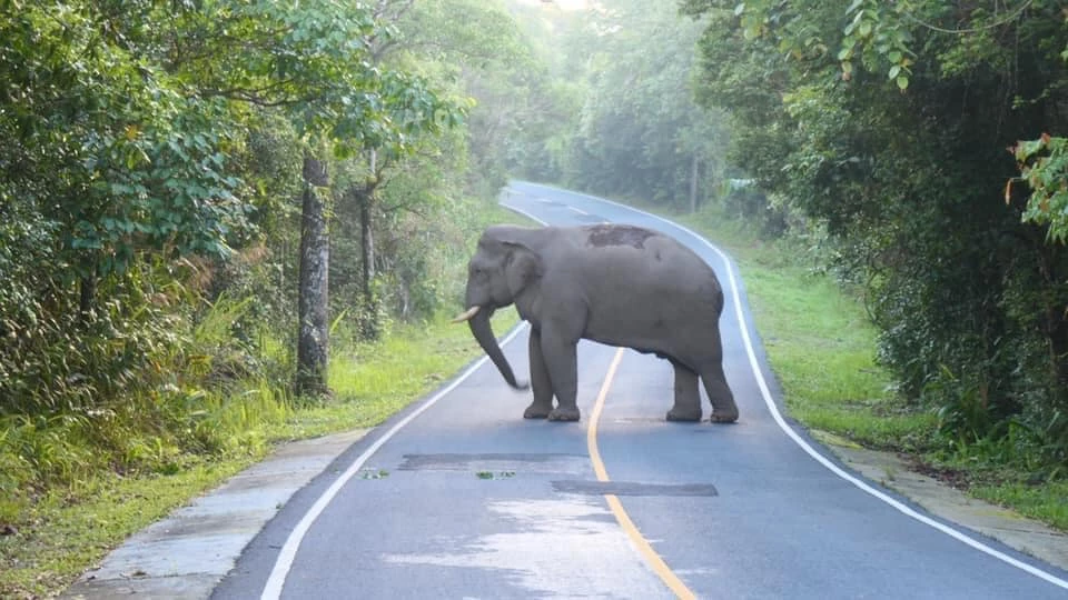 เขาใหญ่หนาวมาก อุณหภูมิลดฮวบ ต่ำสุด 13 องศาฯ เหมาะแก่การท่องเที่ยววันหยุด