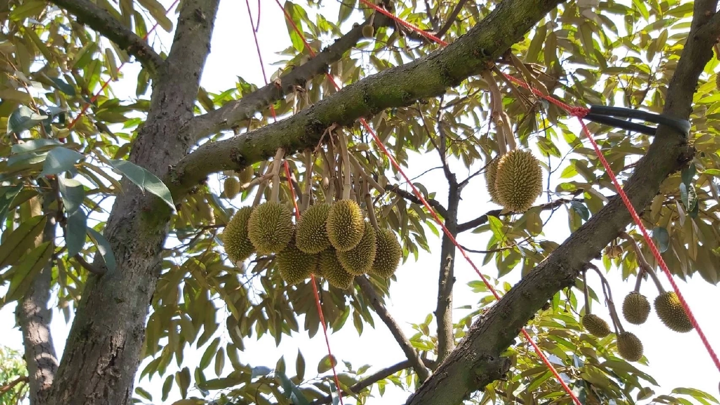  ทุเรียนของกลุ่มโอโซนแปลงใหญ่ จังหวัดชัยภูมิ มีรสชาติเฉพาะตัว 