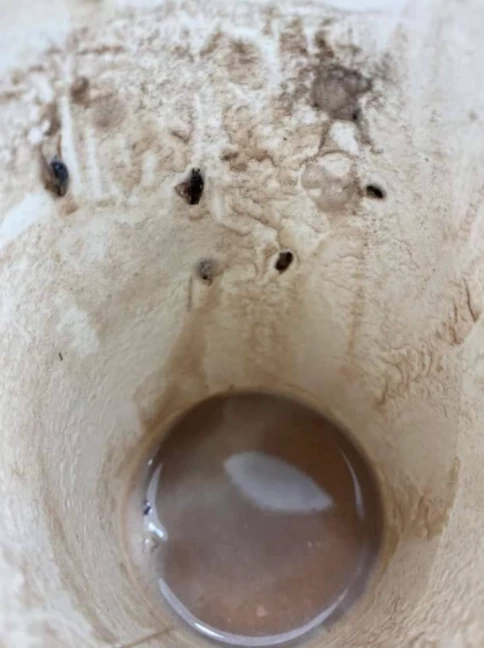 "อเมซอน" สั่งปิดสาขาห้างระยอง หลัง "ลูกค้า" เจอ "ลูกแมลงสาบ" เต็มแก้ว 