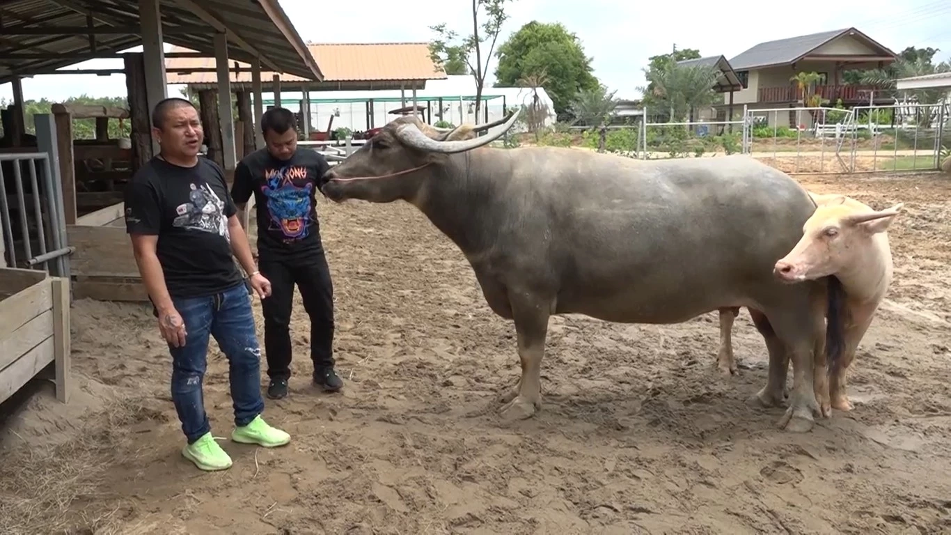 "จอนนี่มือปราบ" หอบเงินสู่ขอ ควายงาม 17 เดือน  1 ล้าน