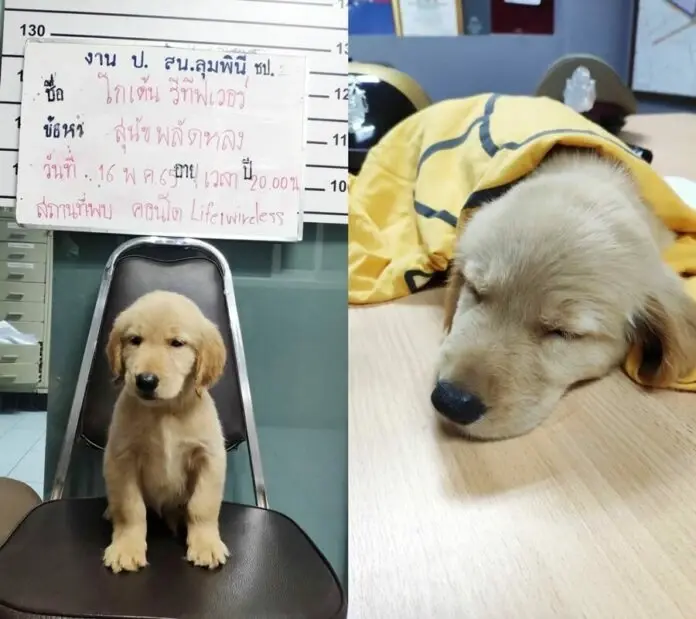 น่ารักไม่ไหว!! ตร.ประกาศตามหาเจ้าของลูกสุนัขโกลเด้น รีทรีฟเวอร์ หลงทาง