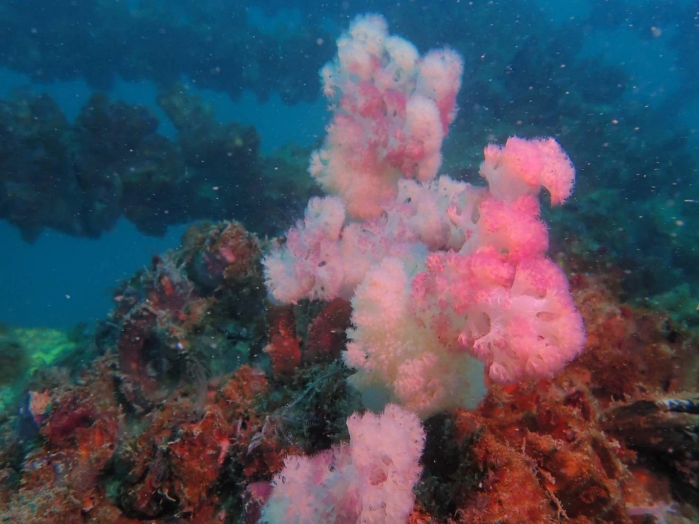 “รมว.ทส.” ปลื้ม! พบสัตว์ทะเลเพิ่มขึ้น แหล่งปะการังขาแท่นใต้ทะเล