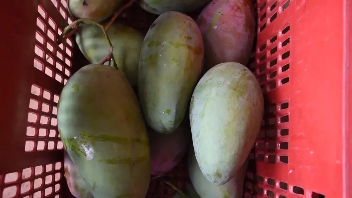 ชาวสวนบ้านบุฮมโอดโควิดฉุดราคา 'มะม่วง' ดิ่งหนัก