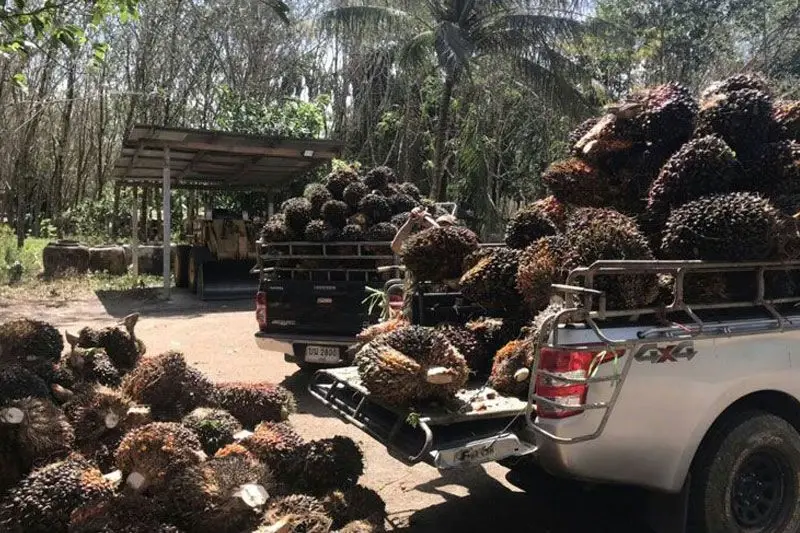 ไบโอดีเซล หนึ่งในแนวนโยบายเพื่อแก้ปัญหาราคาปาล์มน้ำมัน