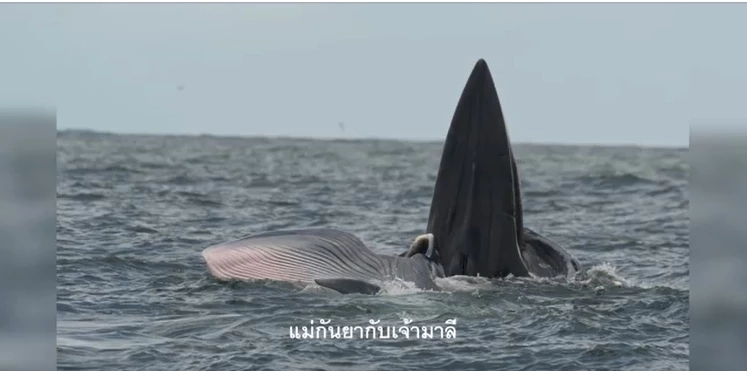 ทช. เผยภาพวาฬบรูด้า 13 ตัว บริเวณชายฝั่งทะเลอ่าวไทย เป็นเเม่ลูก 5 คู่ (คลิป)